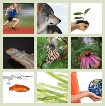 A collage of images that represent animals, plants and the environment around us.