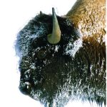 A bison
