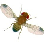 A picture of a fly to help identify insects.