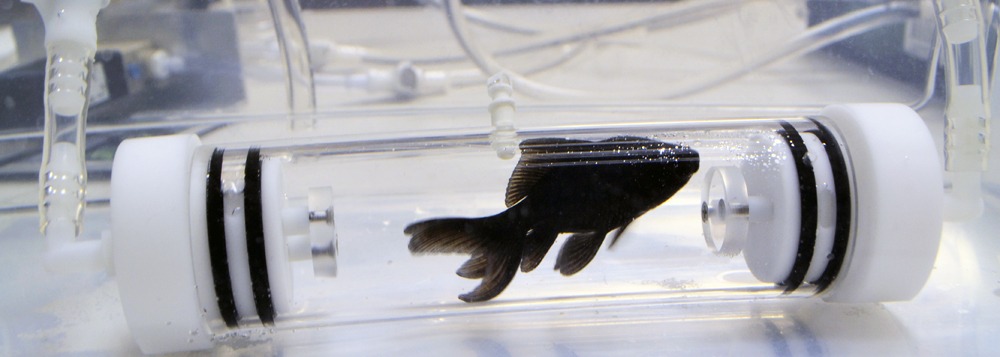 Black Fish In A Tube