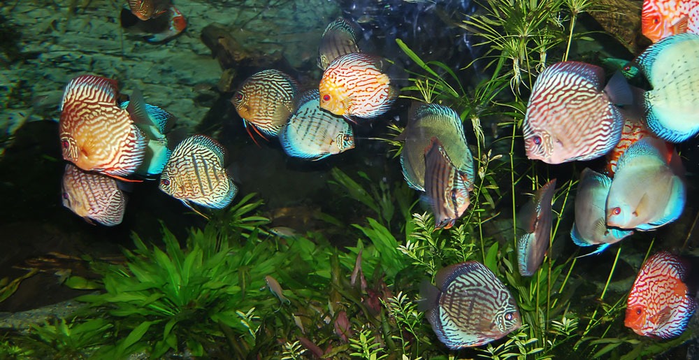 Aquatic Biology fish tank